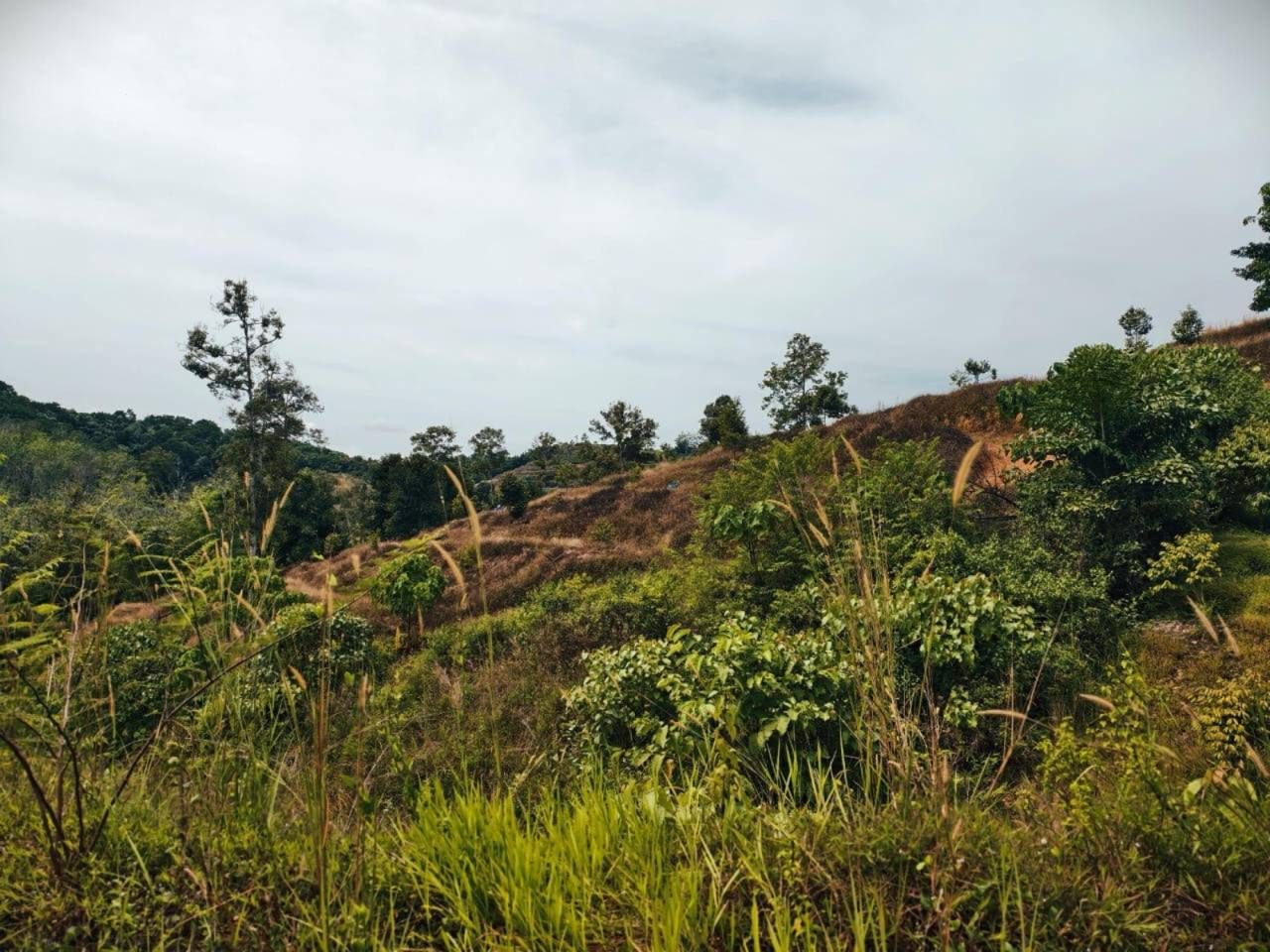 Kebun Durian 4 Ekar Sempalit, Raub | Freehold | Tanah Pertanian Strategik