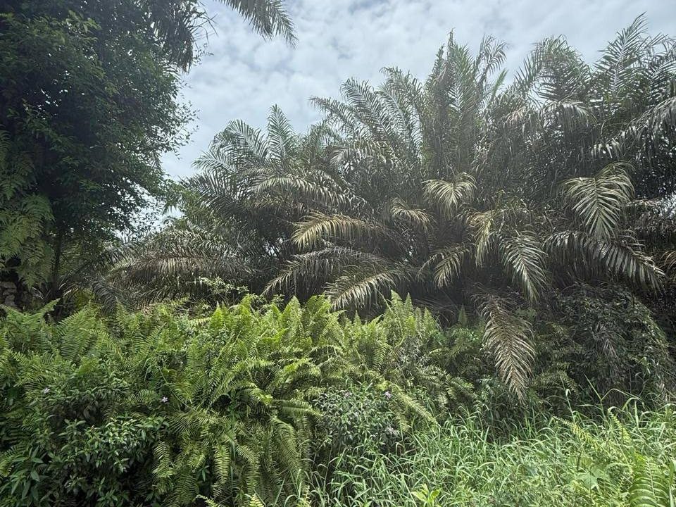 Tanah Pertanian 3.3 Ekar di Sungai Naga, Pontian, Johor