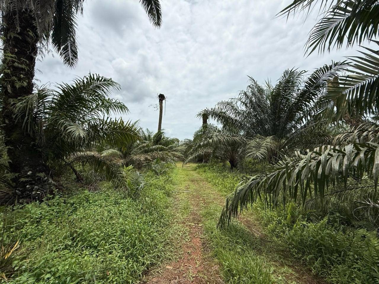 Tanah Pertanian 8 Ekar di Sungai Naga, Pontian, Johor