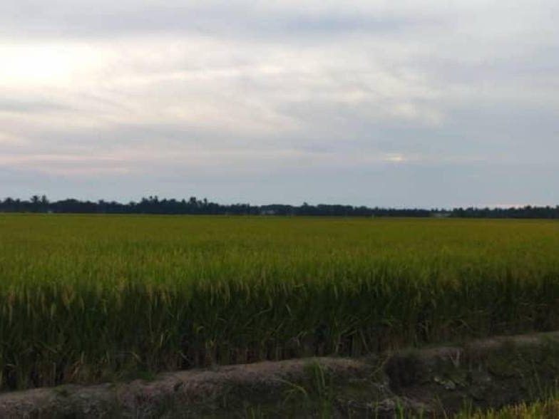 Tanah Sawah Sekinchan Tali Air 9 Freehold Geran Individu Dekat Jalan Utama
