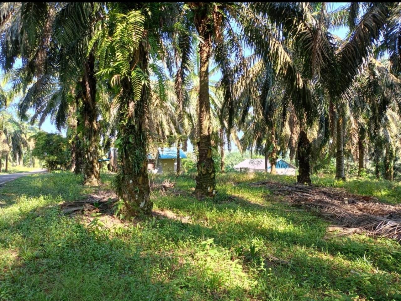 Tanah Sawit 4.5 Ekar | Freehold, Sri Lalang Kluang Johor