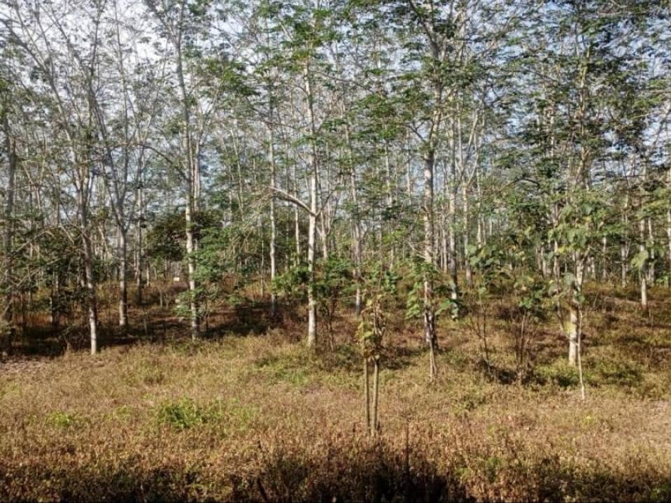 Tanah 5.9 Ekar Kluang Johor Freehold Tanah Pertanian Getah Geran Kekal