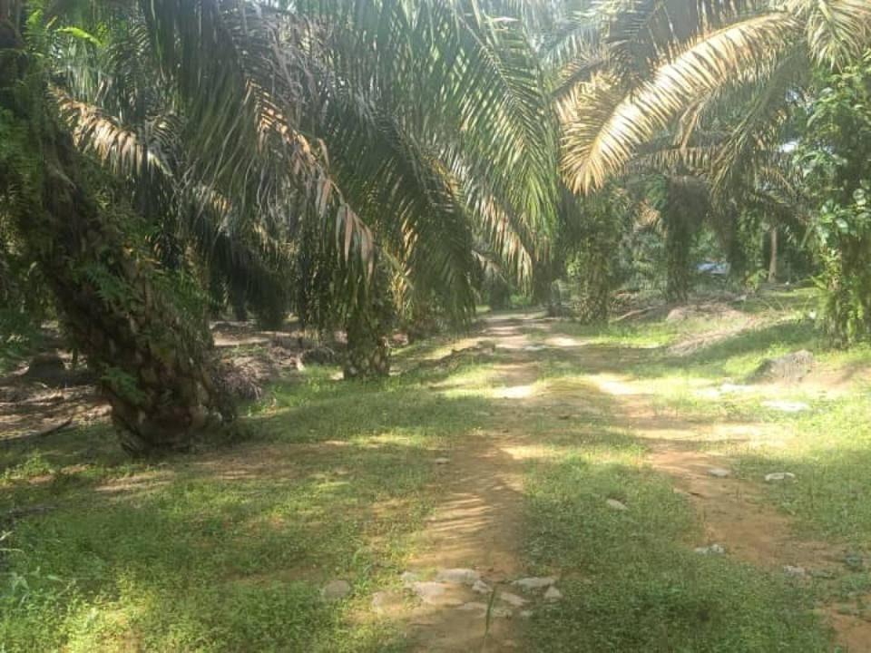 Tanah 0.90 Hektar Kelapa Sawit Kulai Sedenak Johor Ada Rumah