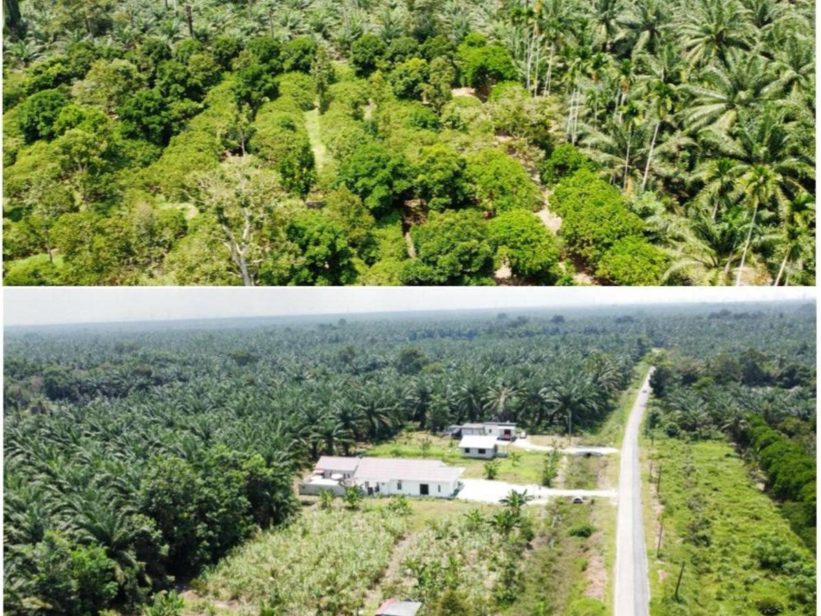 Tanah 7.5 Ekar Kampung Serkat Pontian Johor Freehold