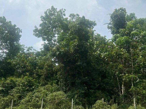 Tanah Pertanian 1 Ekar Changkat Larang Ipoh Perak Freehold Lot Kedua Dari Jalan Utama