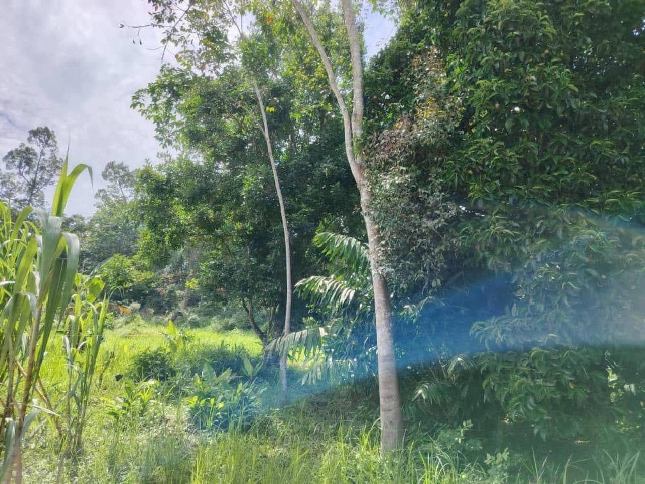 Tanah Pertanian 4.3 Ekar โ Raub, Pahang