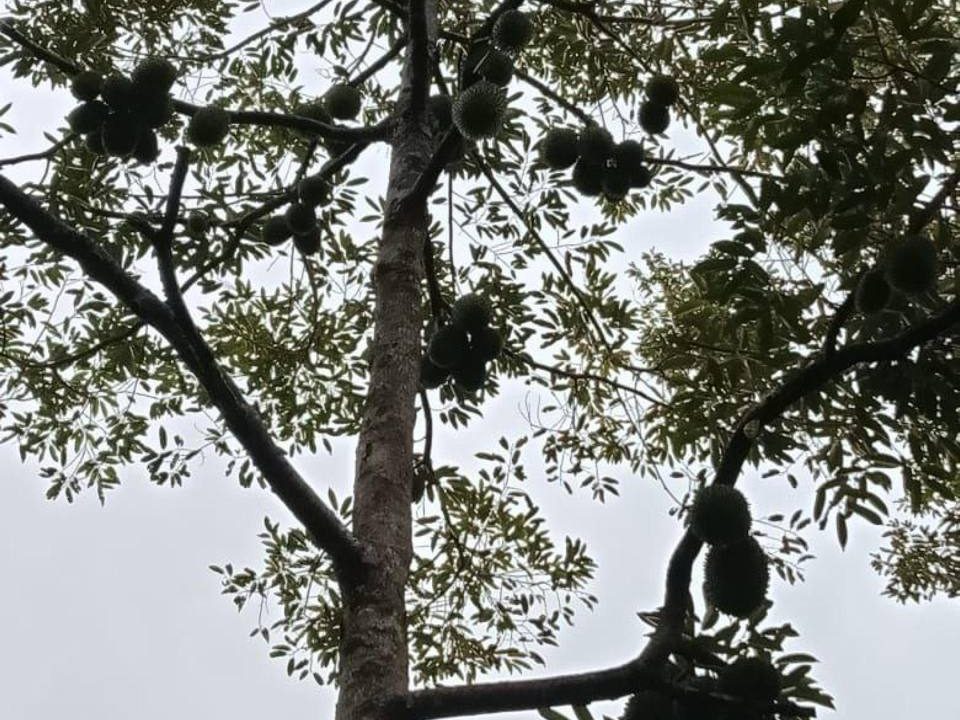 Tanah Kebun Buah ā Ulu Melaka, Pulau Langkawi, Kedah
