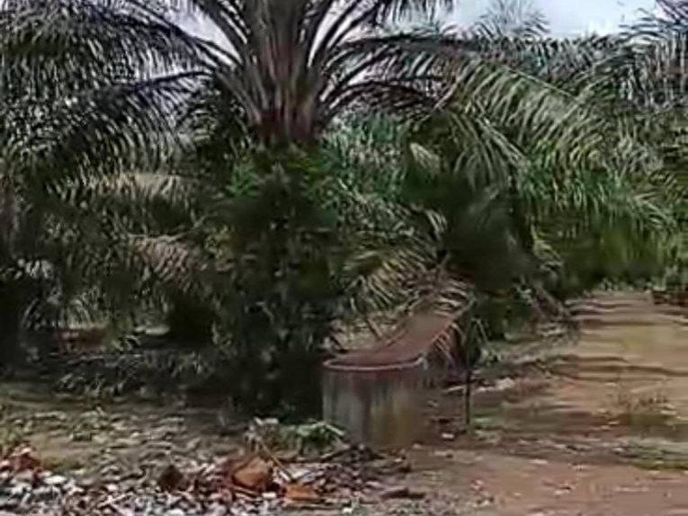 Tanah Pertanian 6 Ekar di Bukit Pasir, Muar, Johor ā Pokok Kelapa Sawit Berbuah