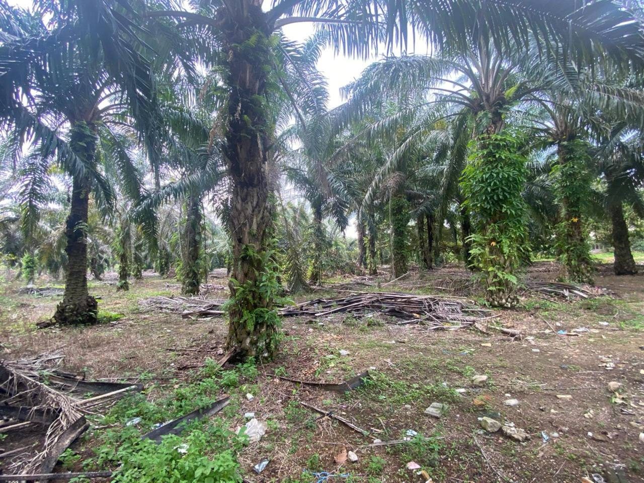 Tanah Pertanian 2 Ekar dengan Rumah ā Kampung Sri Meranti, Pagoh, Johor