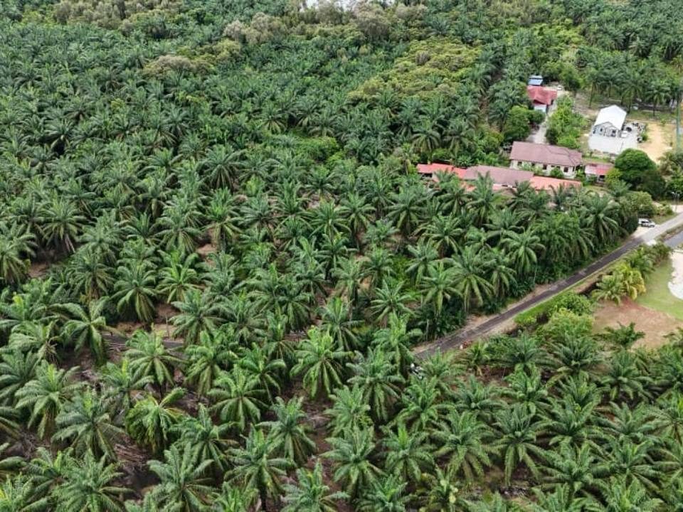 Tanah Pertanian 1.8 Ekar ā Tangkak, Johor
