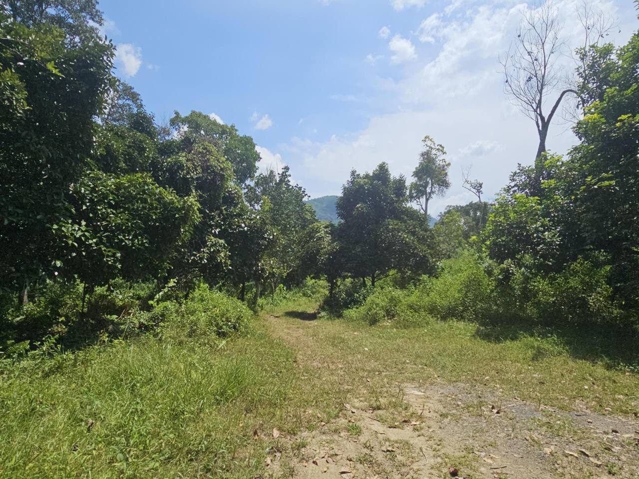 Tanah 8 Ekar Dusun Buah-Buahan Freehold Lubuk Kelubi Sungai Lui Hulu Langat