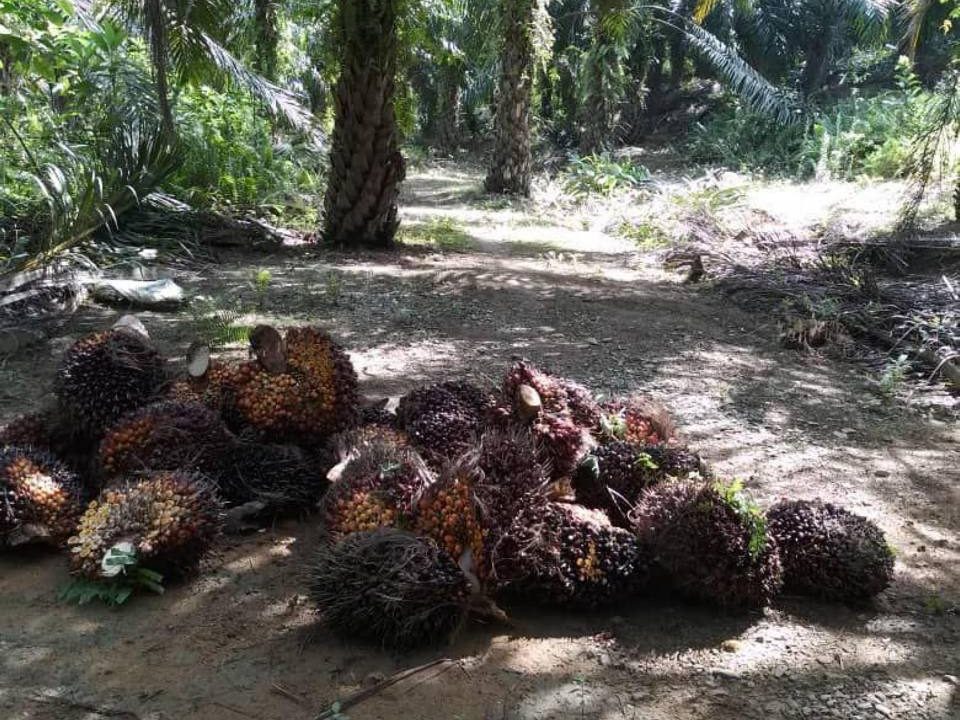 Tanah 8.25 Ekar Kebun Sawit Freehold Mukim Kg Buaya Kuala Kangsar