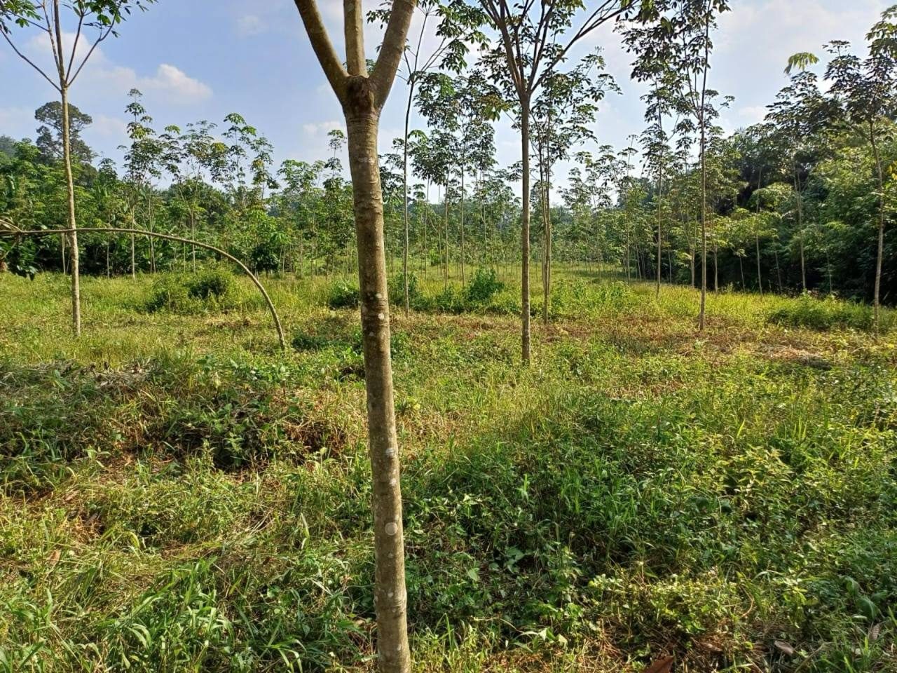Tanah 6.5 Ekar Bidor Freehold Kebun Getah Replant Siap Tuai Akses Jalan