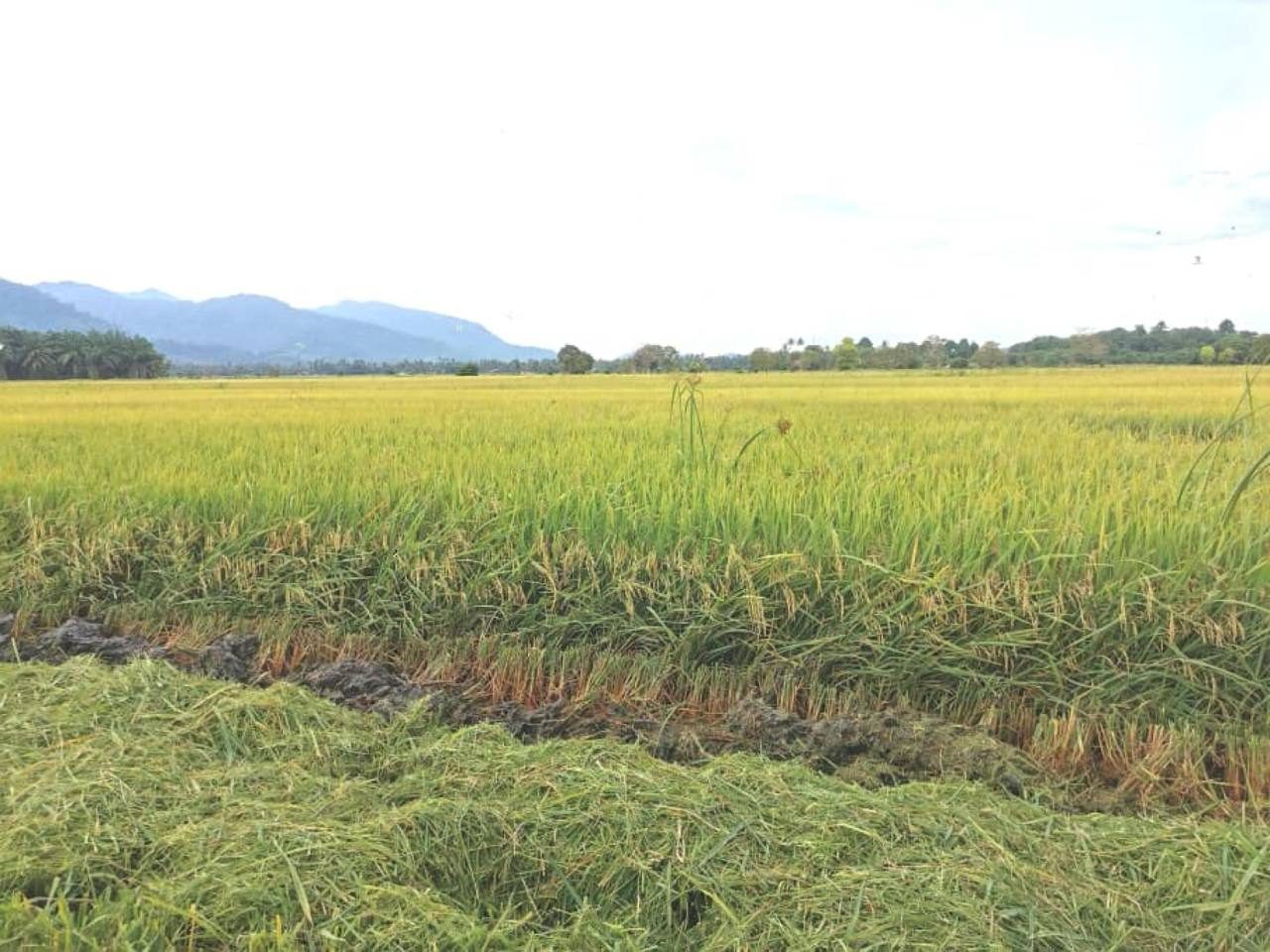 Tanah Bendang 10.2 Ekar Merbok Sungai Petani Freehold Tanah Subur Sesuai Sawah atau Sawit