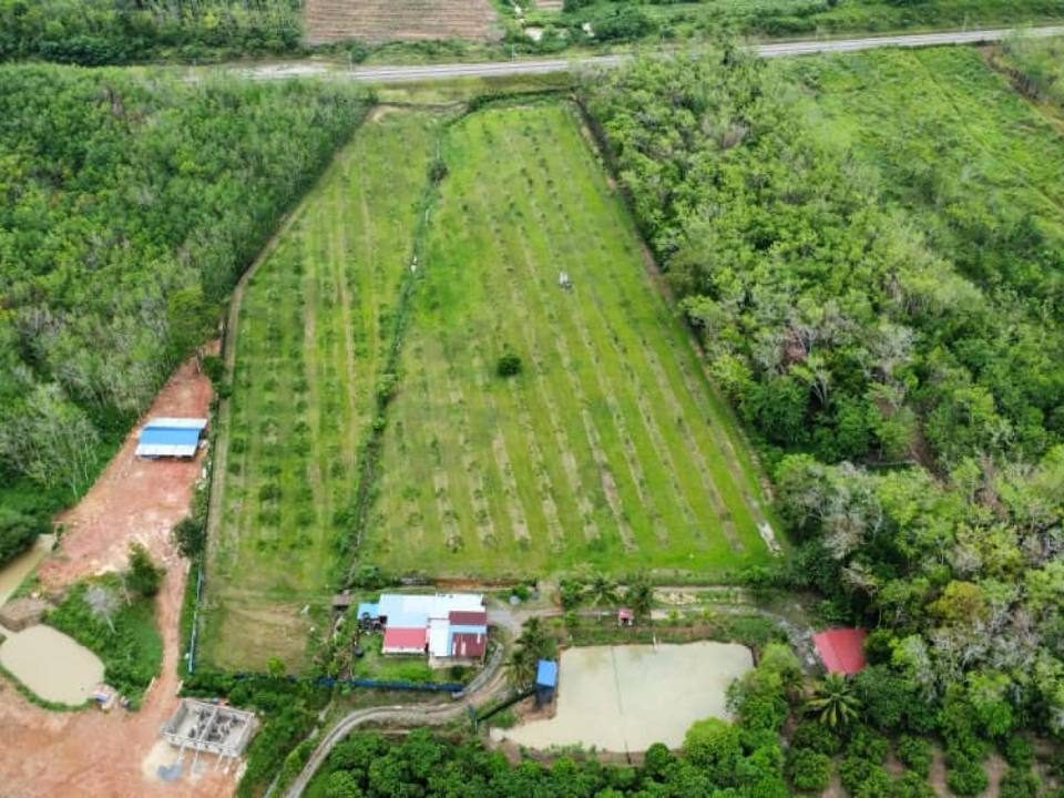 Kebun Harum Manis 8.2 Ekar Bukit Keteri Kangar Tanah Pertanian Siap Berhasil