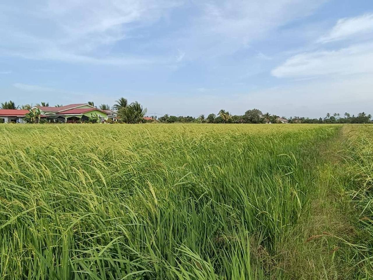 4 Lot Tanah Sawah Kg Sungai Baru Tengah Sanglang Perlis Freehold Geran Individu Harga Murah