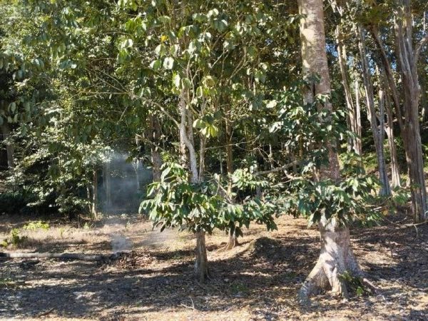 Tanah Pertanian 1.88 Ekar Bekenu Miri Sarawak Tanah Berbukit Akses Jalan
