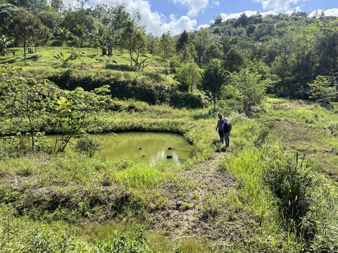 Tanah Pertanian 6 Ekar Hulu Rening Batang Kali Siap Kebun Rumah Rehat K4nd4ng & Kolam