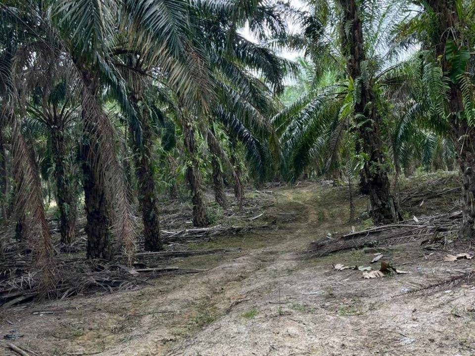 Tanah Sawit 2.08 Ekar Freehold Ulu Melang Kuala Pilah Hasil Bulanan