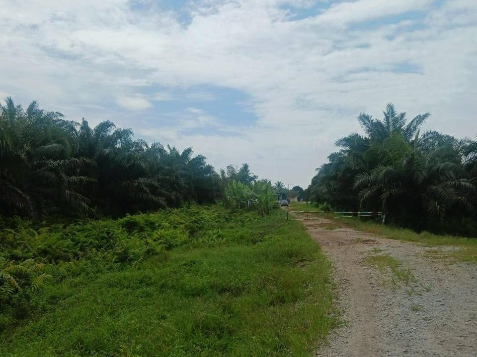 Tanah FELCRA Batu Darat Batu Tambahan Banting Selangor Pertanian