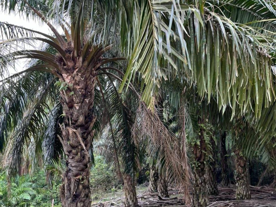 Tanah Pertanian 2.08 Ekar ā Kampung Ulu Gemelang, Kuala Pilah