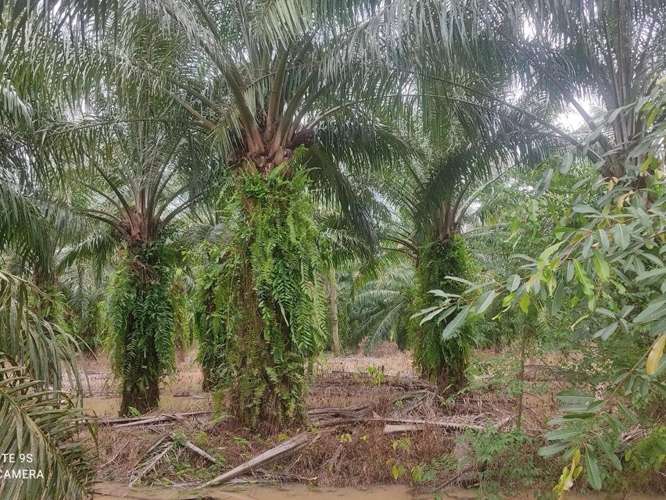š Tanah Pertanian 2.5 Acre ā RTB, Bukit Canggang, Kuala Langat