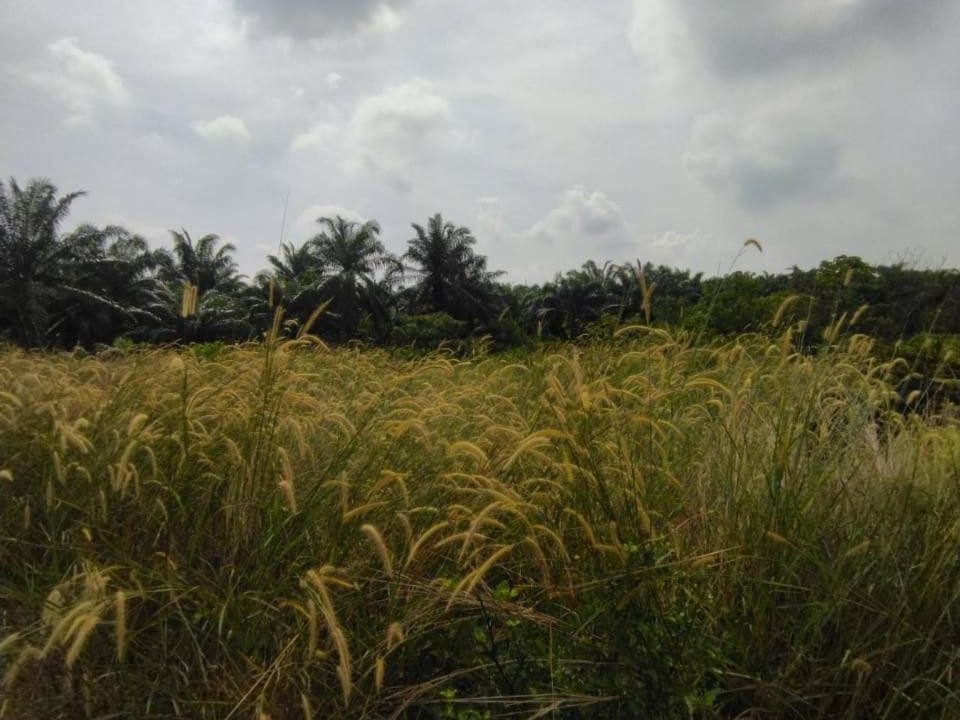 Tanah Pertanian 20,546 sqft Pantai Remis Jeram Kuala Selangor Freehold Tepi Jalan Utama Near Kapar Access