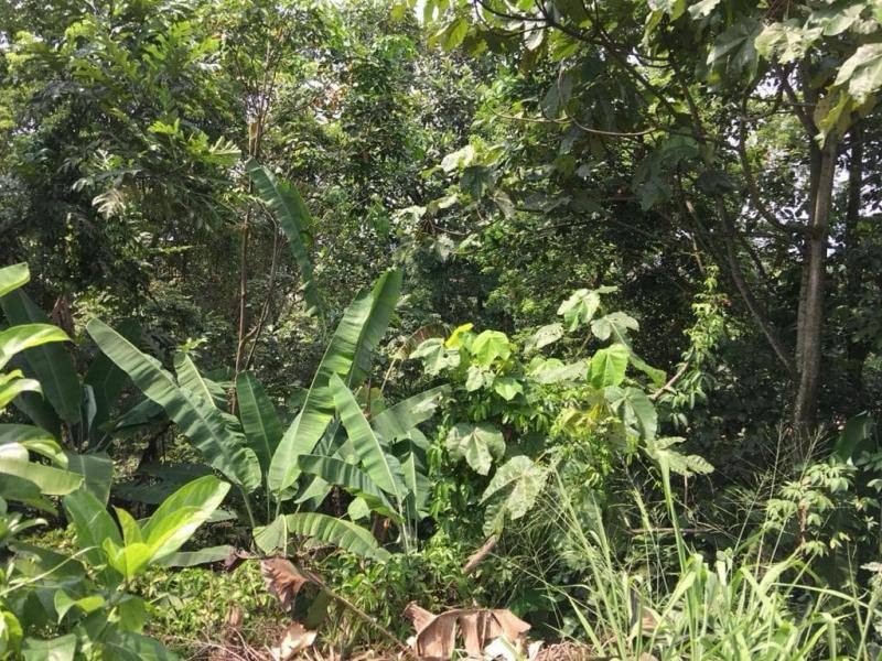 Freehold Building Land 15,005 sqft Bukit Gasing Petaling Jaya Selangor Guarded Community KL PJ View Premium Hillside Location