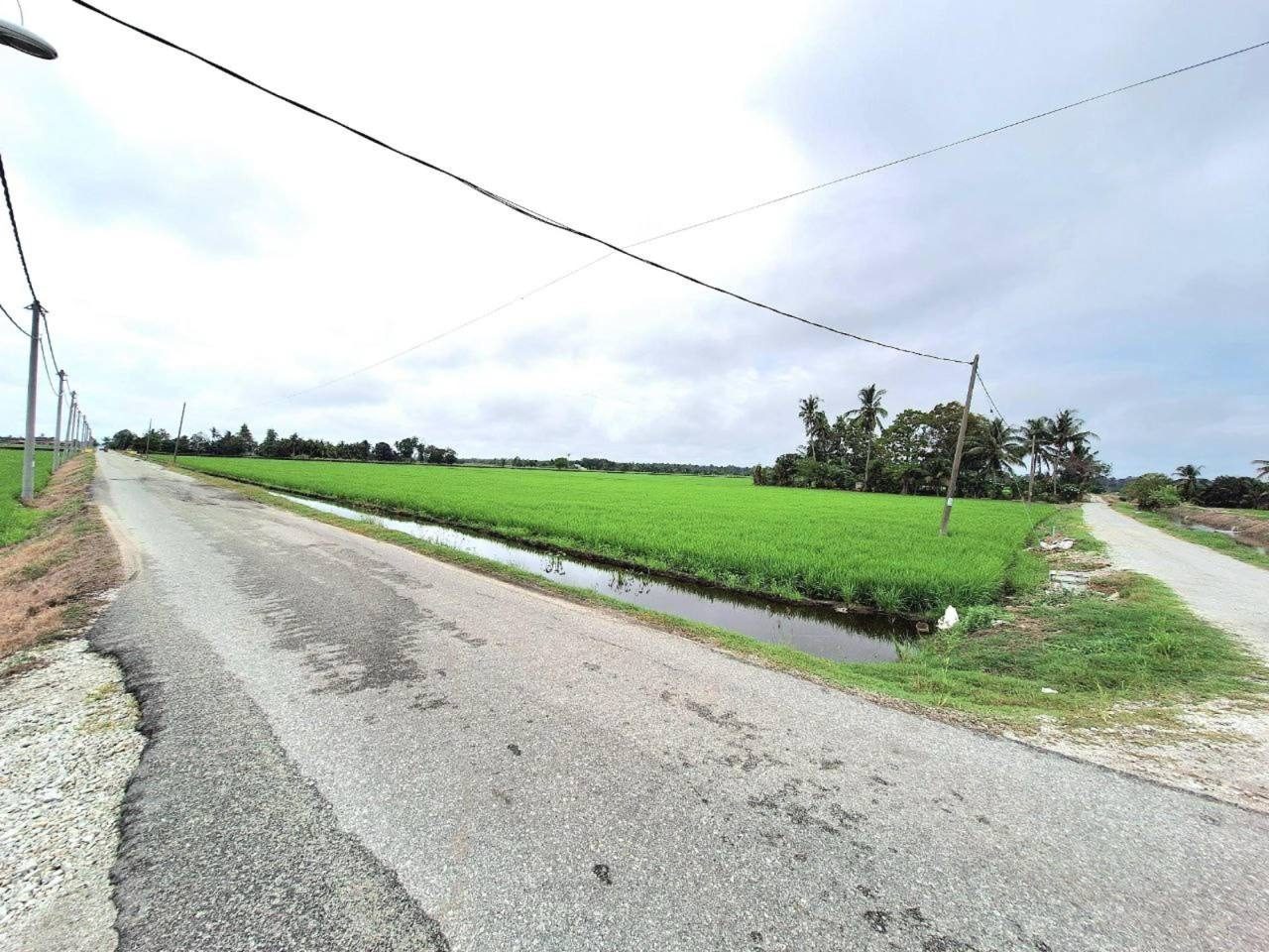 Tanah Sawah Corner Lot 2.94 Ekar Sabak Bernam View Sawah Padi