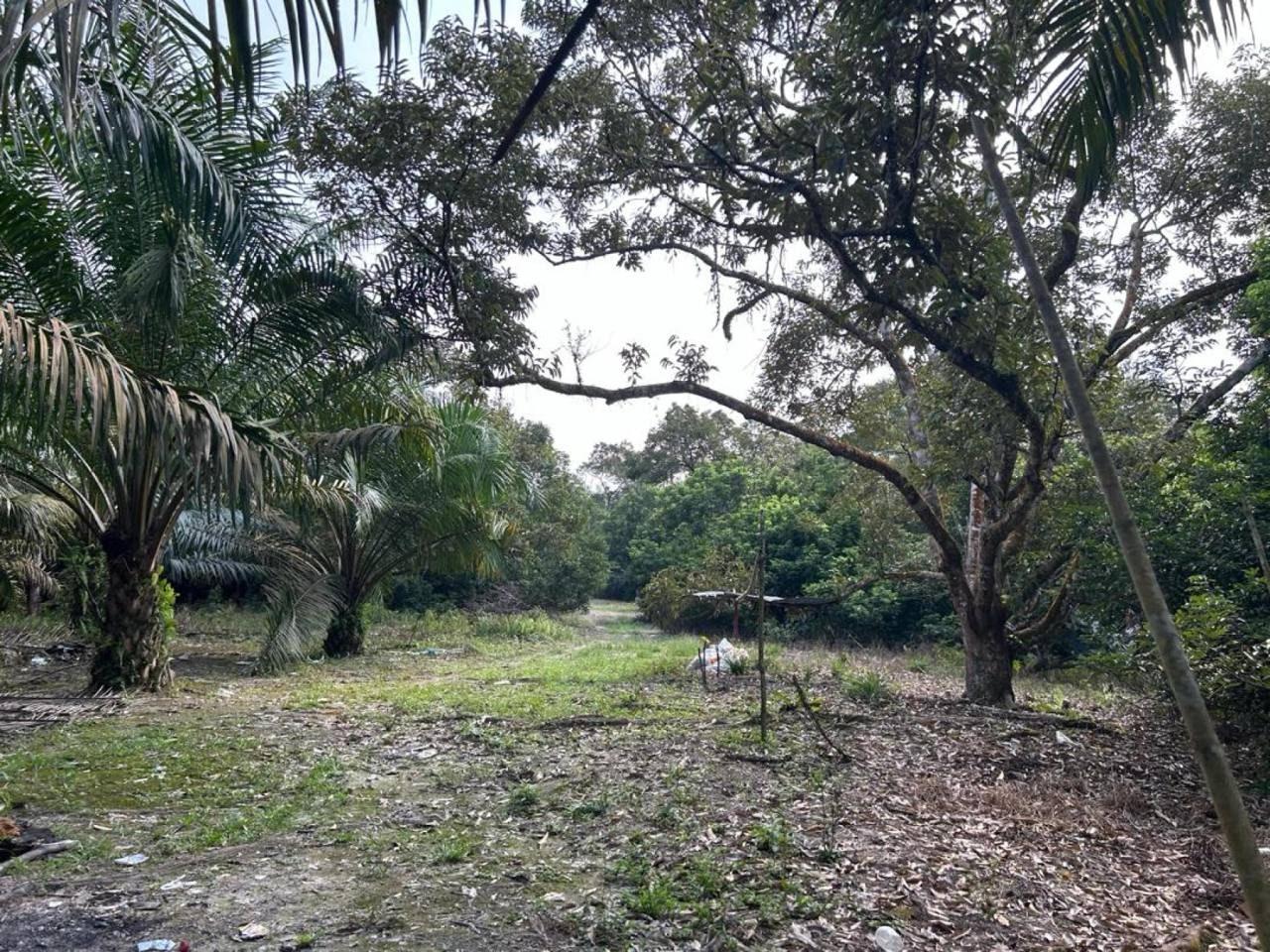 Kebun Durian 8.97 Ekar Pekan Nanas Pontian Tanah Pertanian Freehold