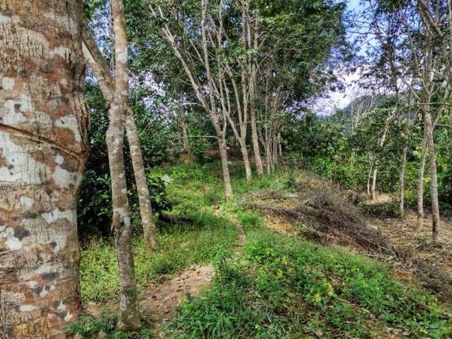 Tanah Kebun Getah Tua Benta Pahang 8 Ekar Freehold