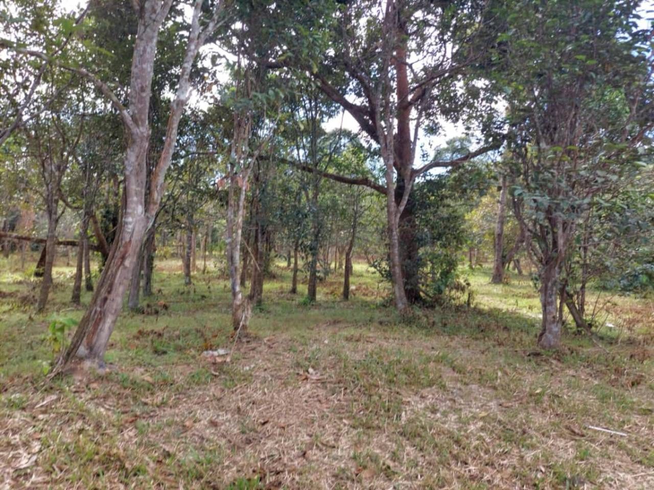 Tanah Dusun Gaharu Dan Durian Lebu Bentong Pahang 2 Ekar