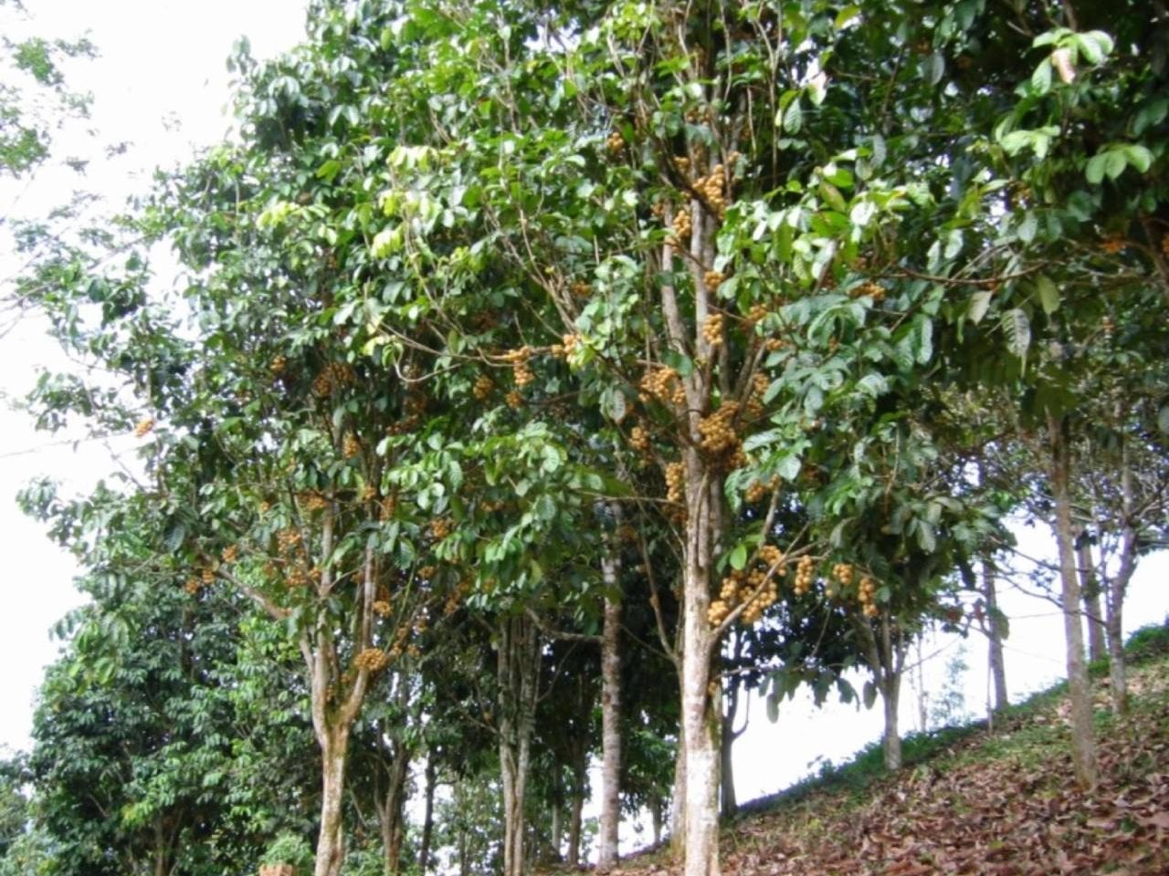 Tanah Pertanian Kampung Janda Baik Bentong 8.66 Ekar Freehold Berhampiran Jeram