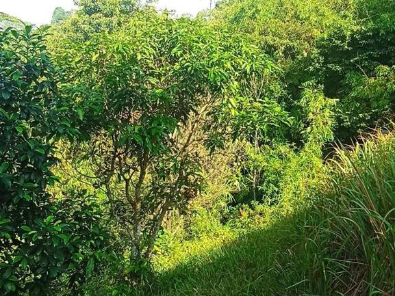Tanah Pertanian 39,202 sqft Di Gombak Selangor