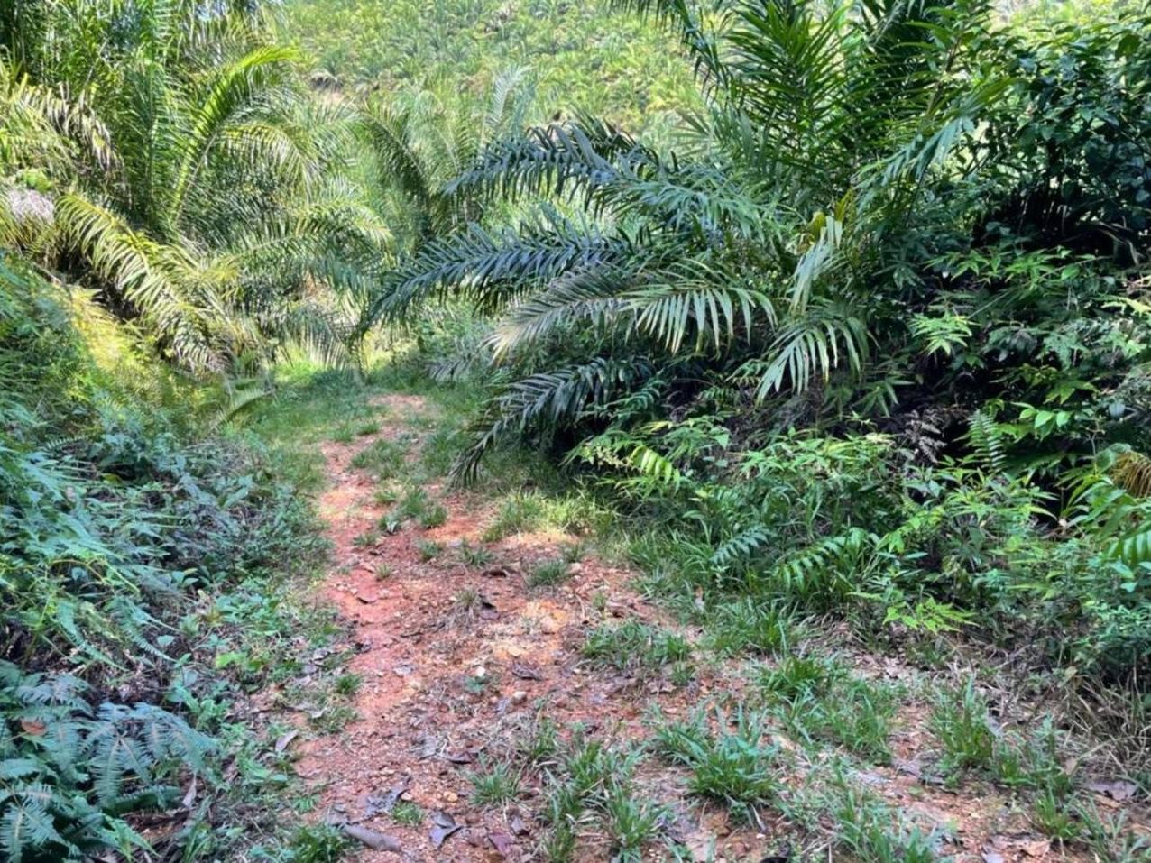 Tanah Pertanian Mukim Telang Kg Kechau Tui Kuala Lipis Pahang 2.4 Ekar