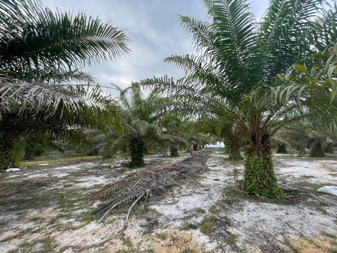 Lot Banglo 6,178 sqft Corner Lot Kampung Sungai Dua Kuantan ā Freehold