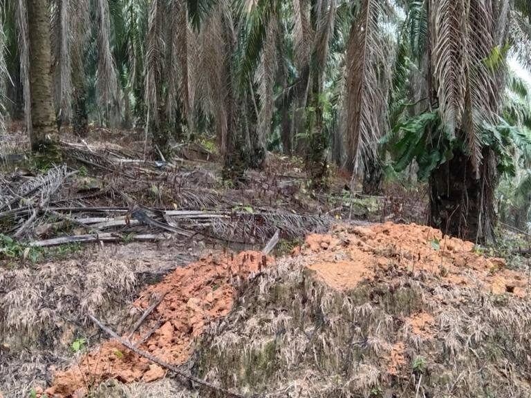 Tanah Pertanian Sawit 8.24 Ekar Di Sungai Charu, Kuantan Pahang