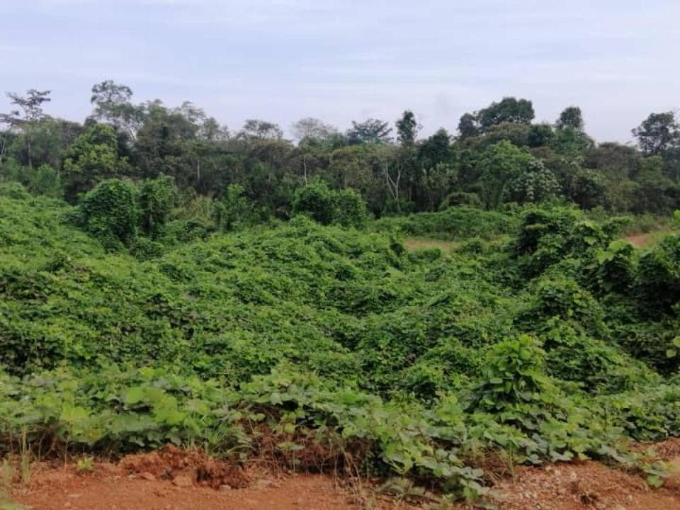 Tanah Pertanian 1 Ekar Di Simpang Chini, Muadzam Shah Pahang