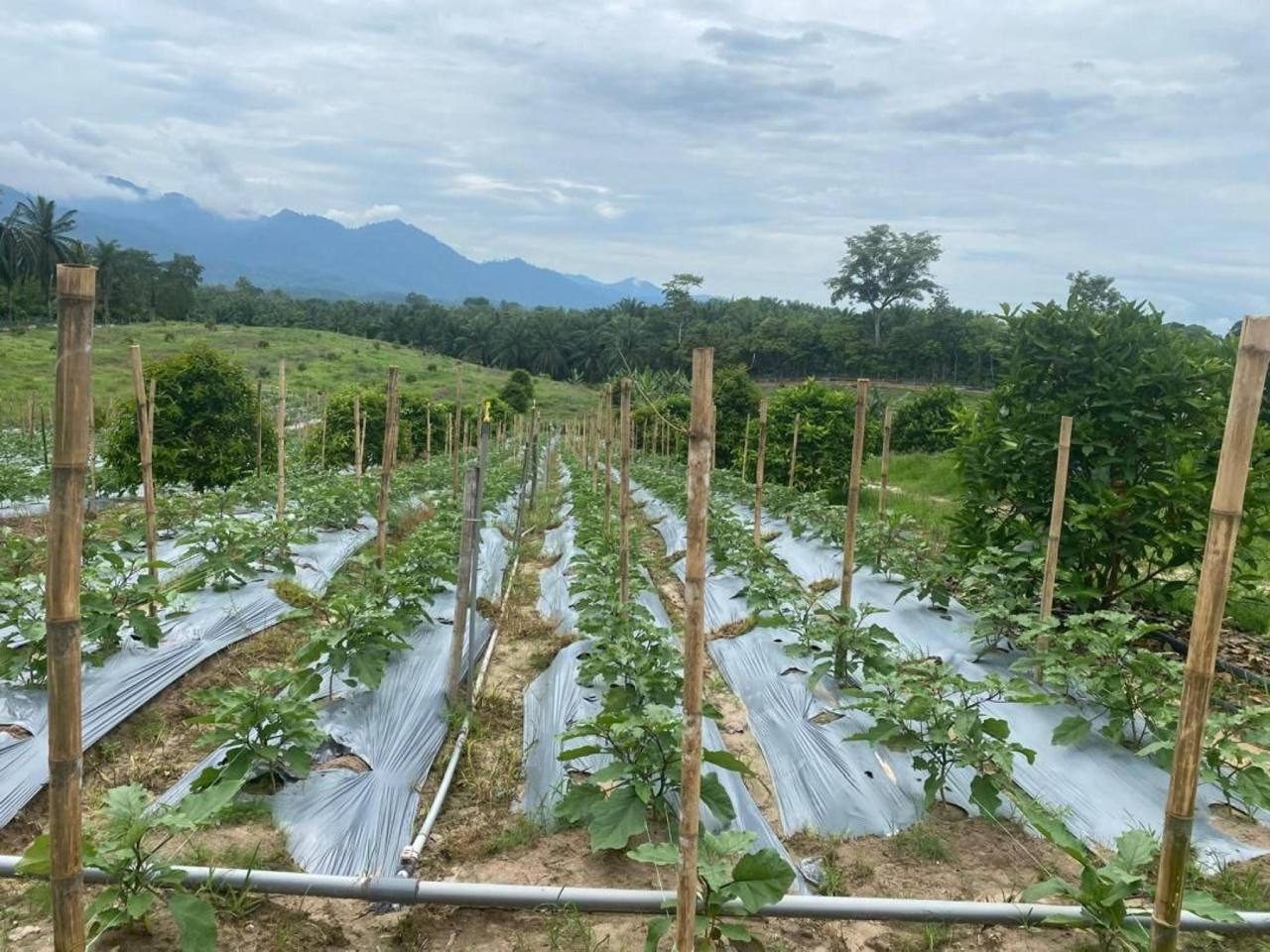 Dusun Durian & Buah-Buahan 8 Ekar Freehold Di Lenggong, Perak