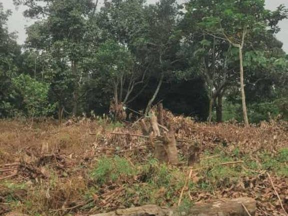 Tanah Dusun 1.83 Ekar Di Kluang Johor