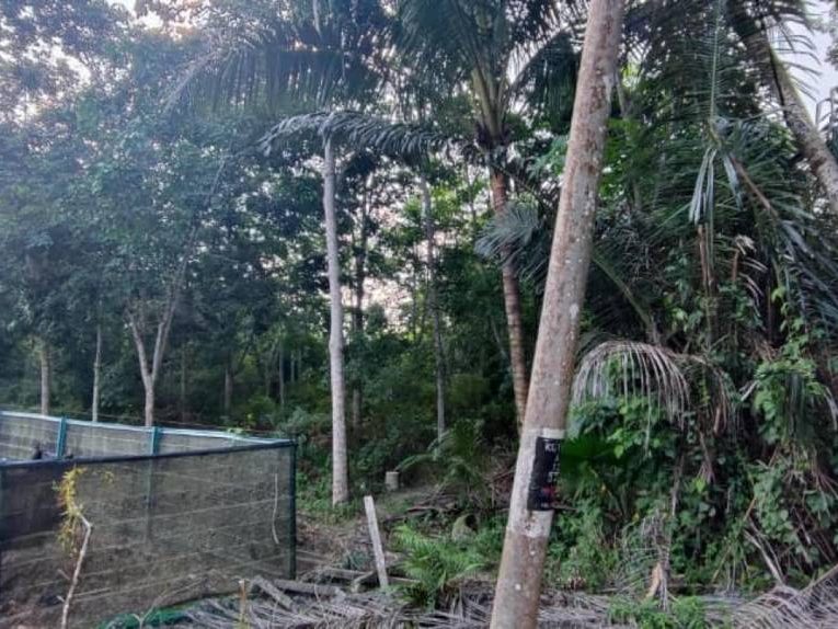 Tanah Pertanian Pintu Padang Mukim Gali Raub Pahang 1.5 Ekar Freehold Kebun Getah & Sawit