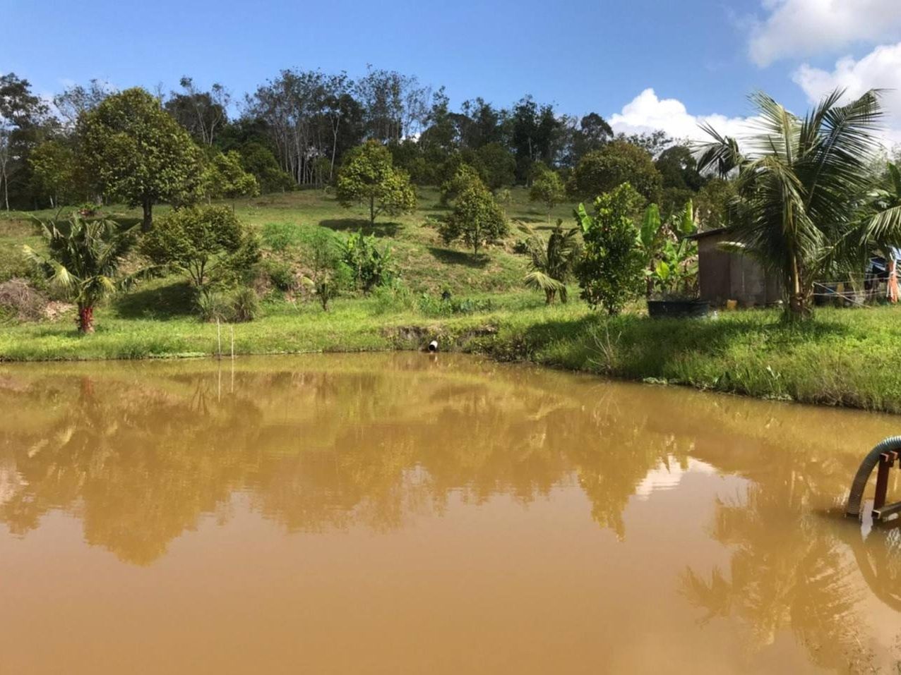 Tanah Dusun Durian 9.1 Ekar Raub Pahang Musang King & Black Thorn Freehold Lembah Ada Sungai & Sistem Pengairan