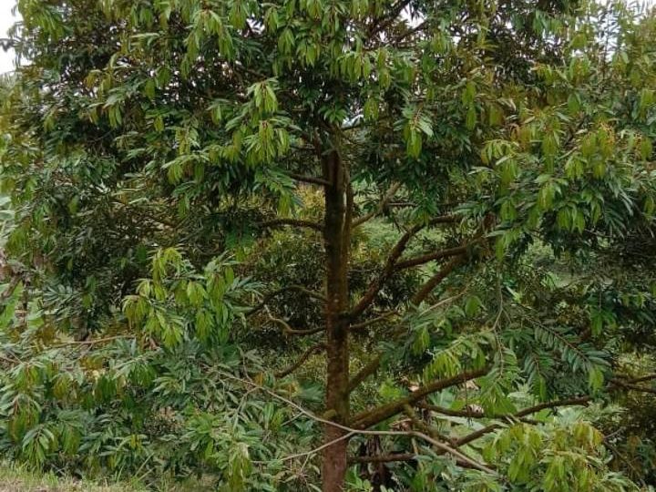 Tanah 2.89 Ekar Dusun Durian Raub Pahang Freehold Berpagar Musang King & Black Thorn Sistem Pengairan Lengkap