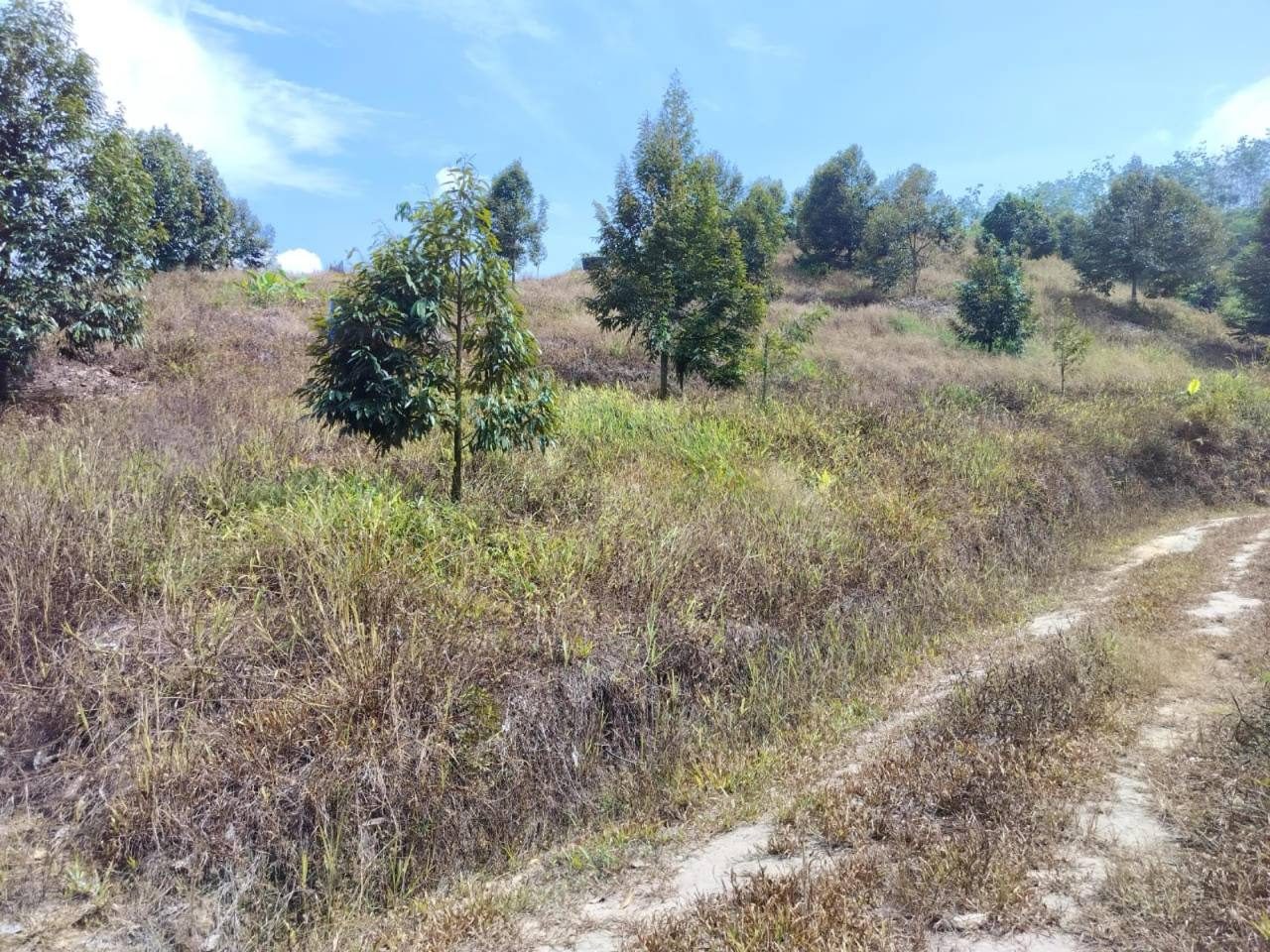Tanah 4 Ekar Dusun Durian Bukit Koman Raub Pahang Freehold 100+ Musang King Dekat Jalan Utama & Bandar Raub