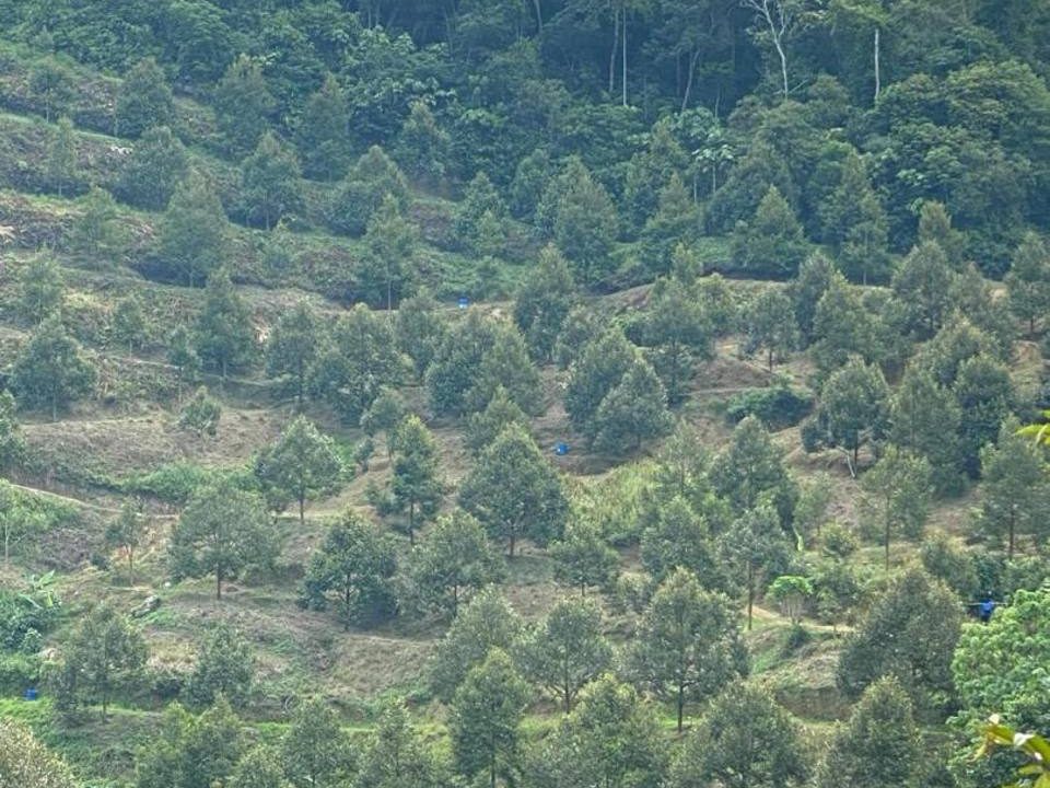 š³ Durian Farm 9 Ekar dengan Panorama Gunung 360° | Bilut Hill, Mukim Tras, Raub, Pahang