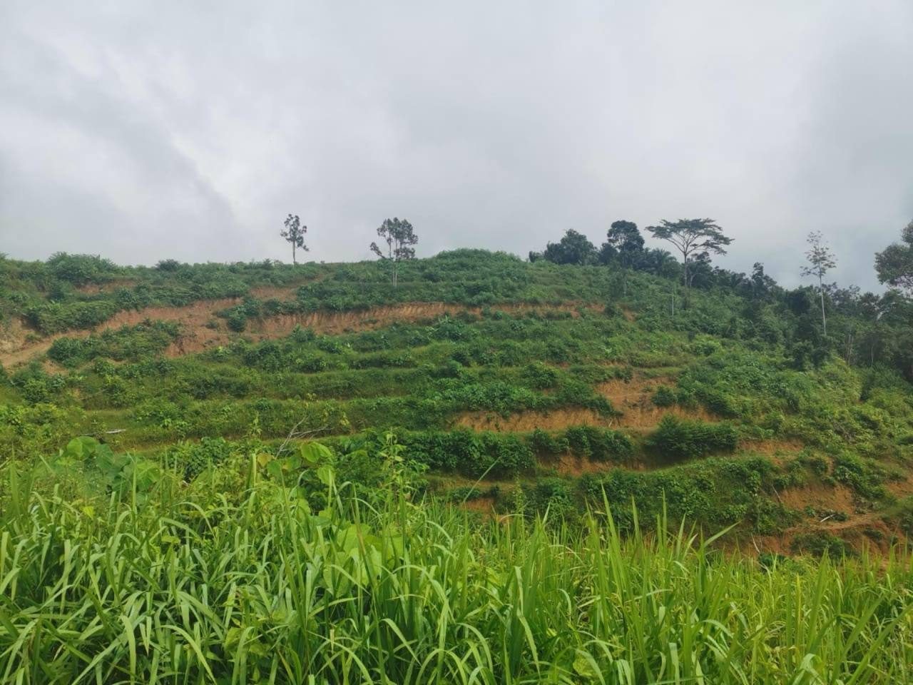 š³ Tanah Kebun Durian 9.8 Ekar dengan Kolam | Mukim Gali, Ulu Lepar, Raub, Pahang