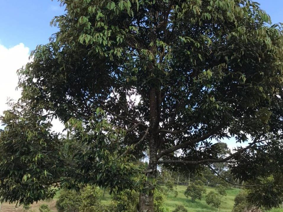 š³ Tanah Kebun Durian Musang King & Black Thorn 9.1 Ekar | Raub, Pahang