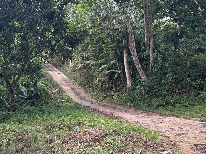 šæ TANAH PERTANIAN UNTUK DIJUAL @ KG TG KALA, GERIK, PERAK