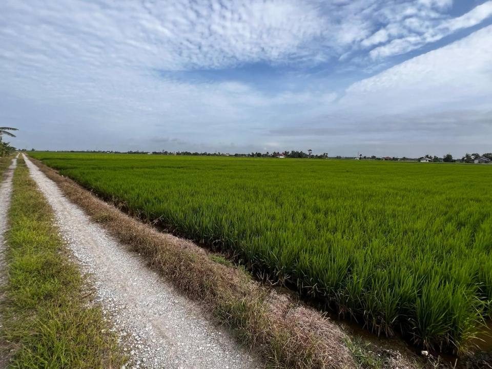 πΎ TANAH SAWAH 2.7 EKAR UNTUK DIJUAL @ SG HJ DORANI, SABAK BERNAM