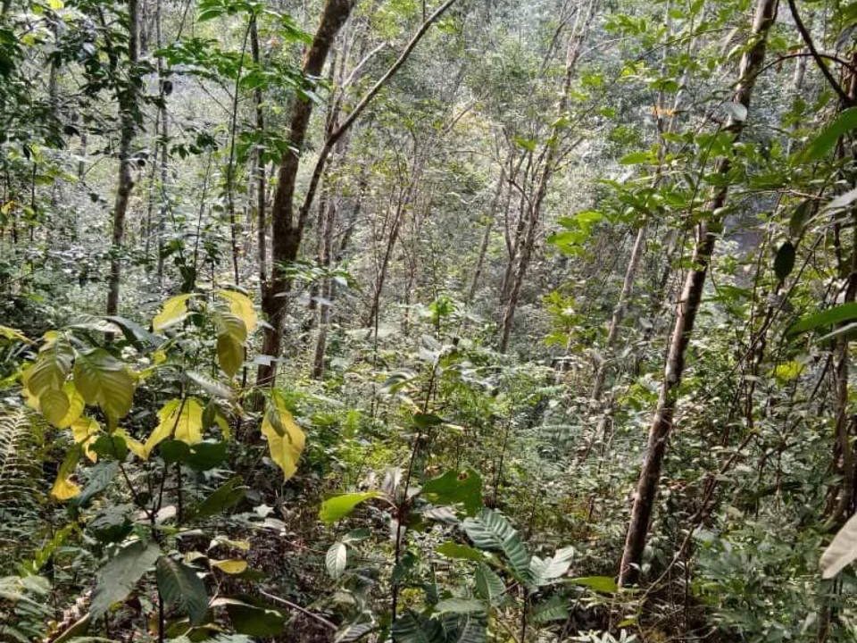 š³ Tanah Pertanian 6.09 Ekar | Mukim Batu Talam, Raub, Pahang
